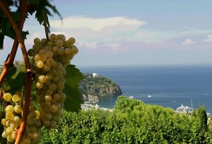 Viticoltura-eroica-Ischia-come-si-svolge